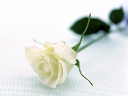 Ý nghĩa về loài hoa hồng trắng