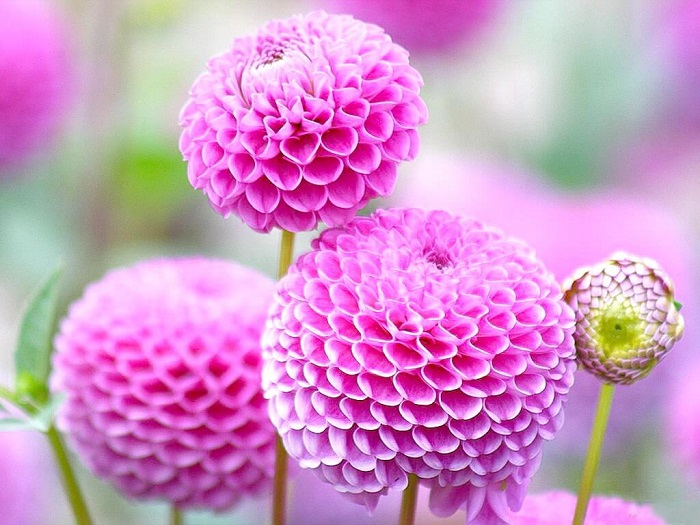 Ý nghĩa hoa thược được