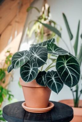 Cây Alocasia Black Velvet