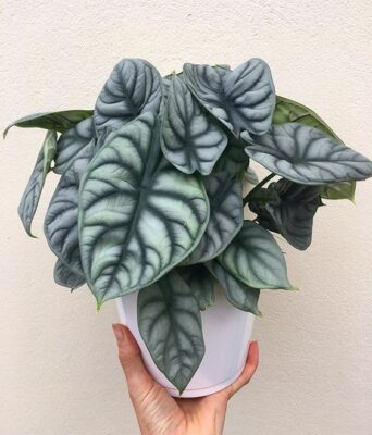 Cây Alocasia silver dragon