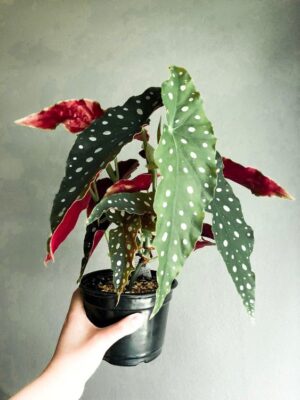 Cây Begonia Maculata