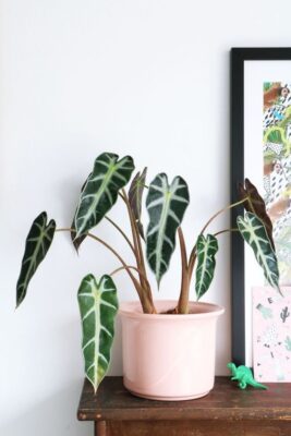 Cây Alocasia amazonica Bambino Arrow