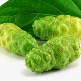 Hình ảnh quả nhàu còn xanh